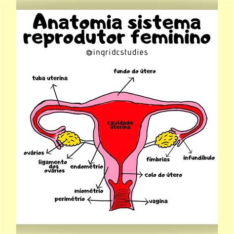 fotos vaginas|Anatomia genital feminina externa